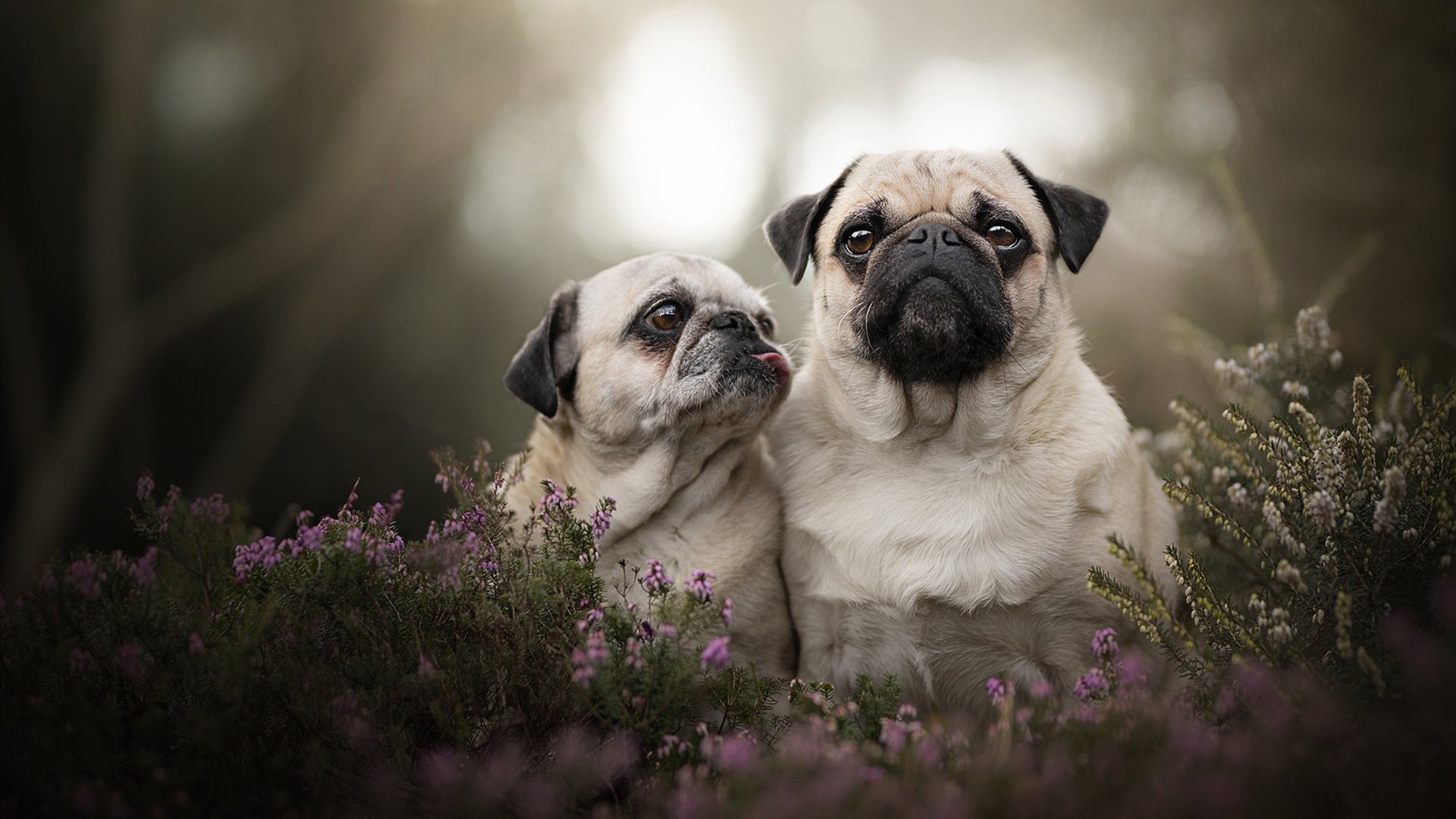 冷焰灼冰，摩洛哥利刃掀翻北欧巨舰，与巴尔韦德的神勇遥相呼应