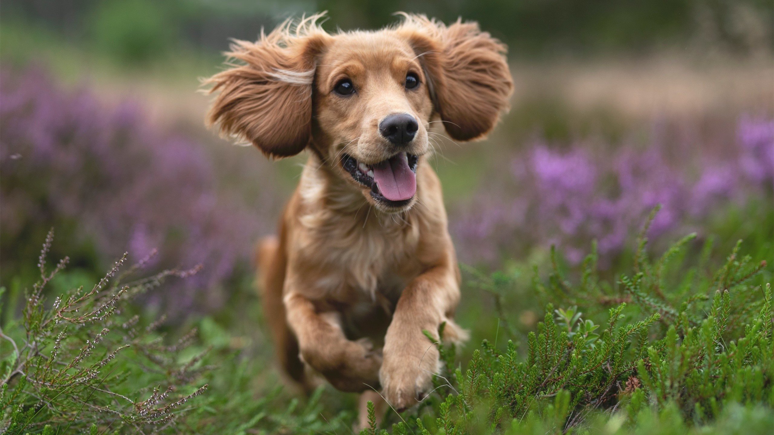 欧冠决赛之夜,哈利伯顿关键回合不手软,决胜时刻的心理密码