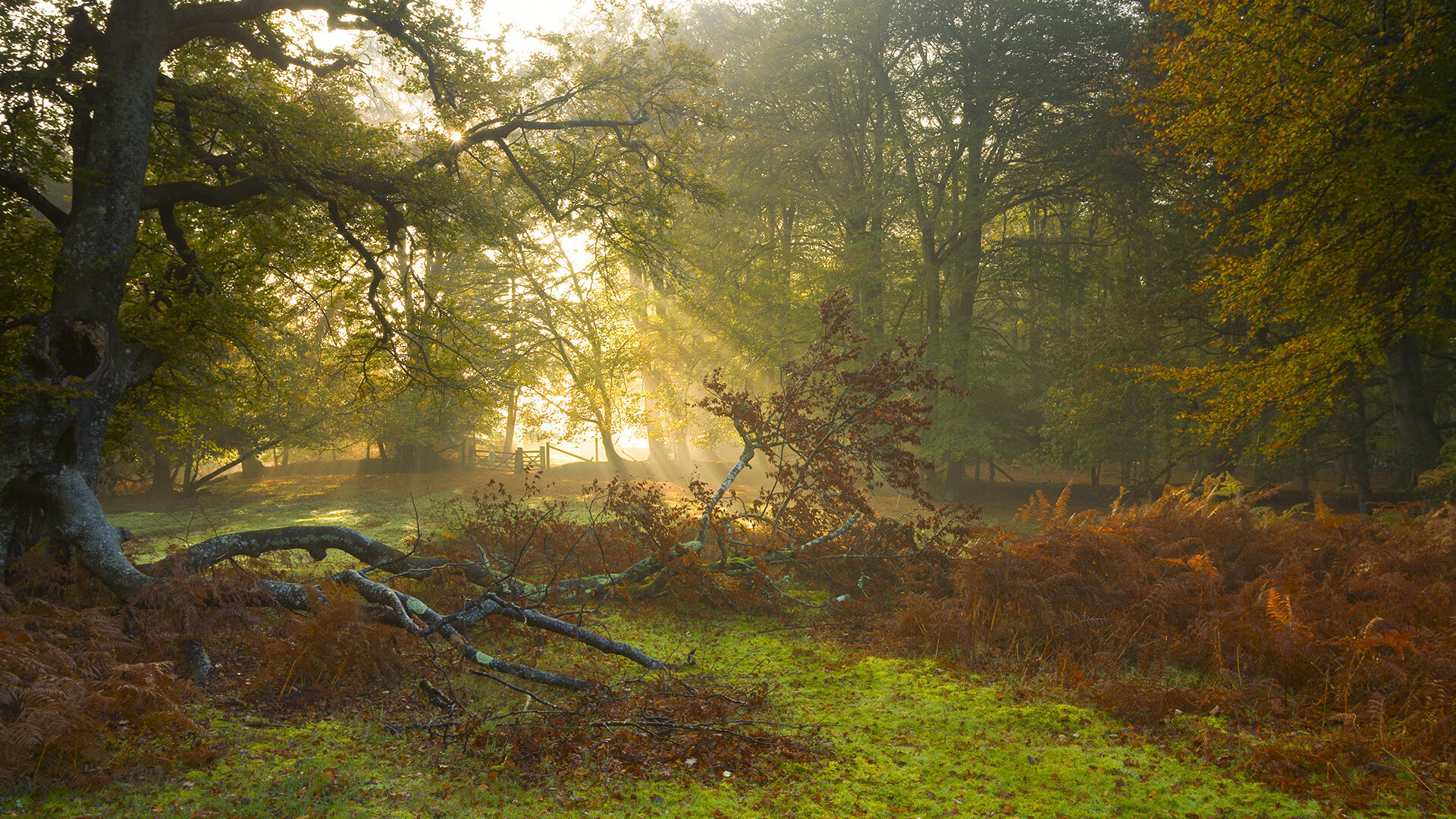 当掀翻变成统治，乔治存在感拉满，上海队如何颠覆活塞篮球