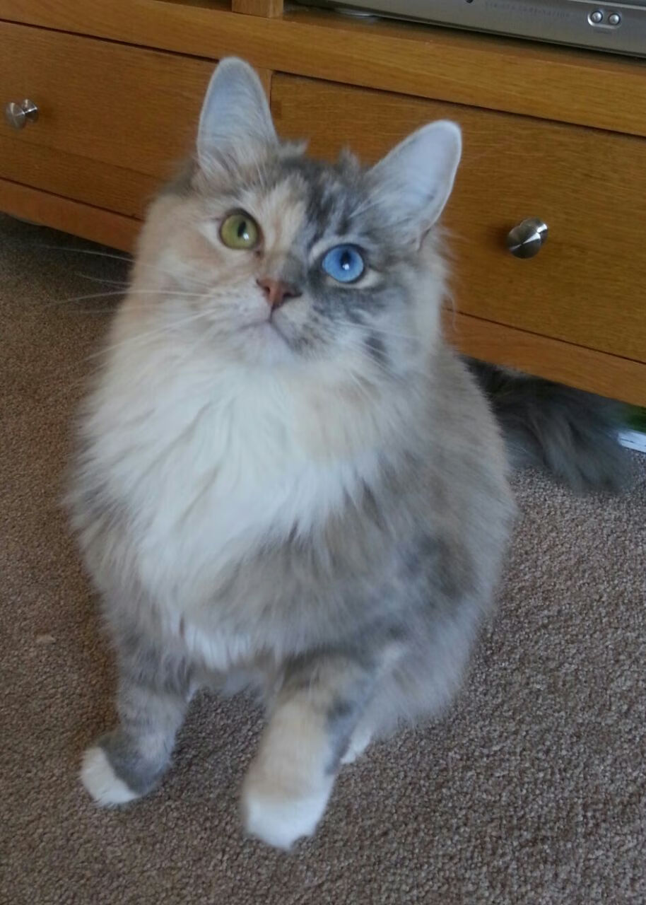 卡马文加，从诺曼底到伯纳乌的绿茵风暴