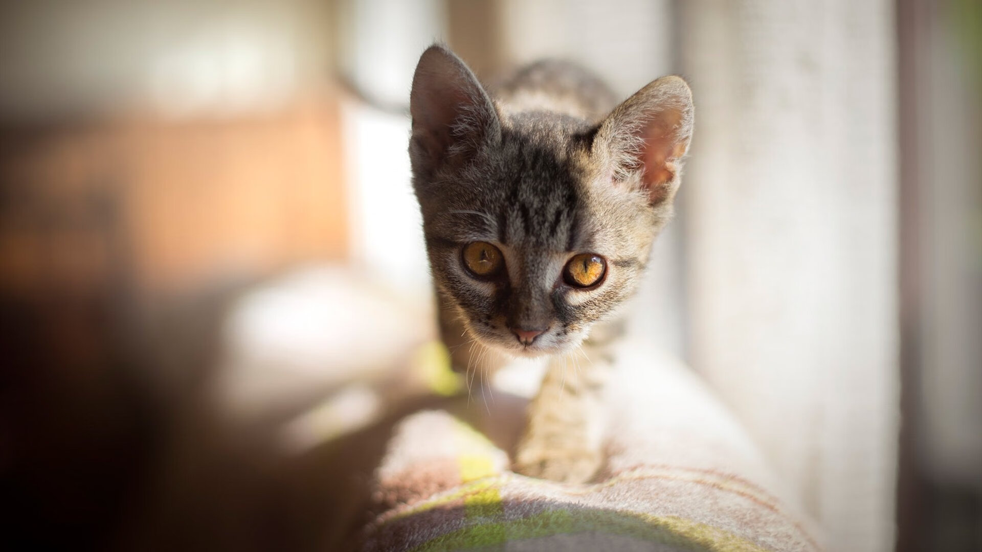 当乌拉圭工厂遇见安菲尔德巫师,足球世界的双重交响