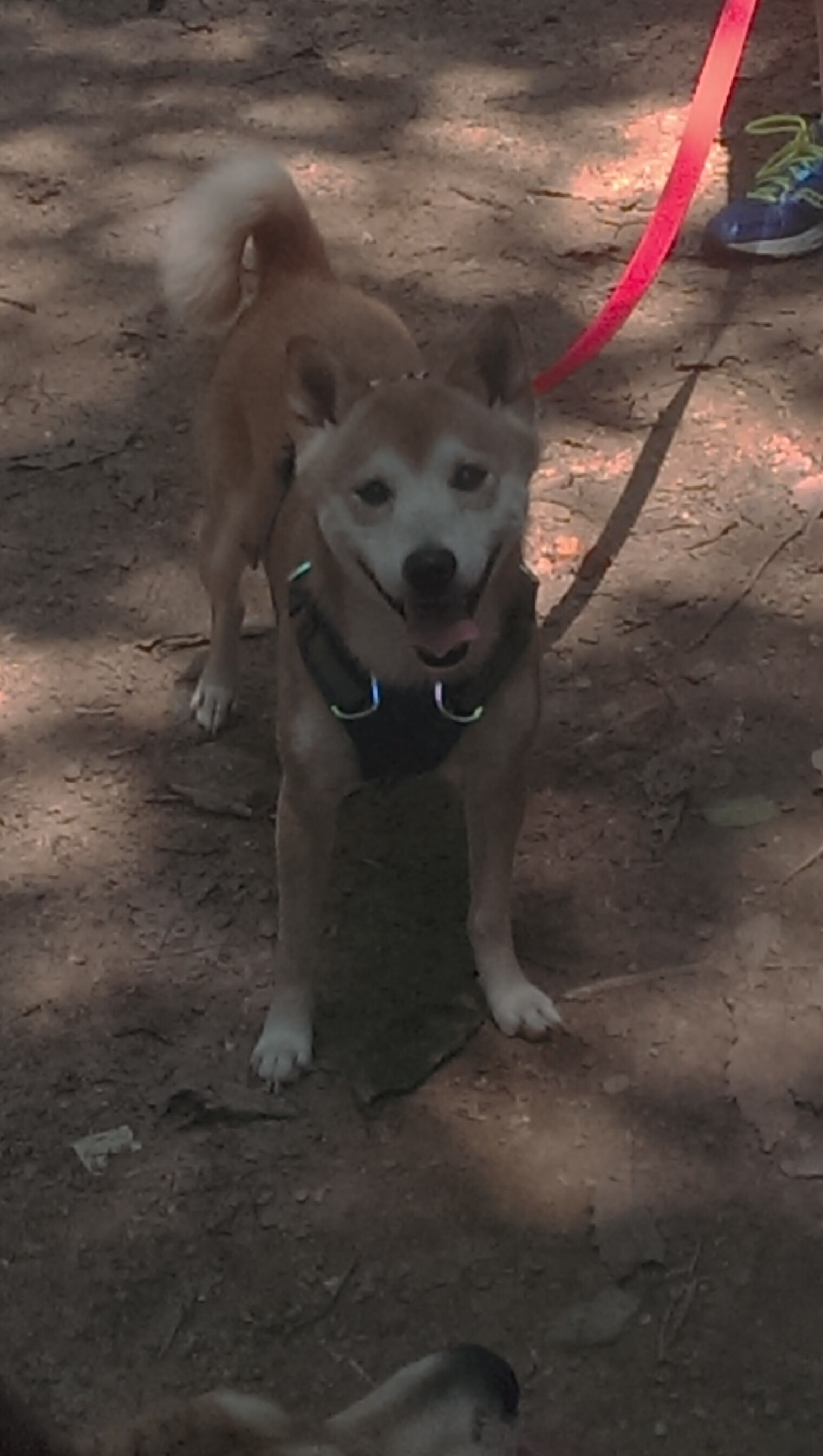 统治力美学,从CBA到奥运,赢家共享的生存密码