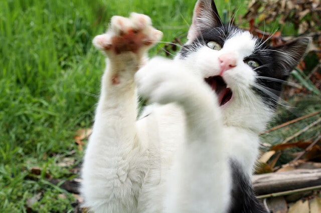 统治力美学,从CBA到奥运,赢家共享的生存密码