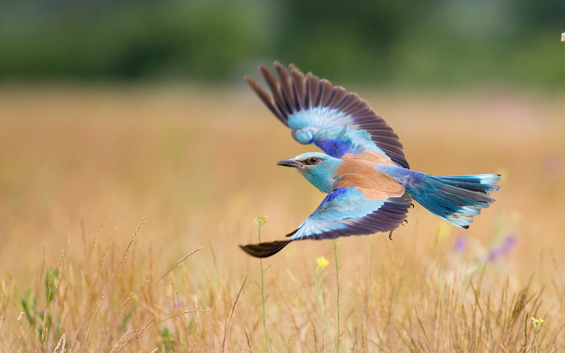 跨界传奇之夜，当德甲争冠遇见杜兰特的无解中投