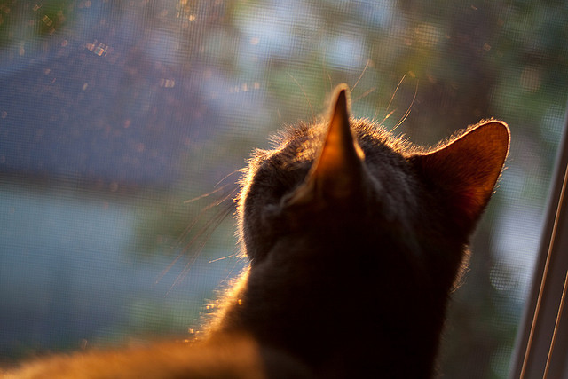 唯一魔术，勒布朗用不可能的方式终结公牛，关键先生今夜无解