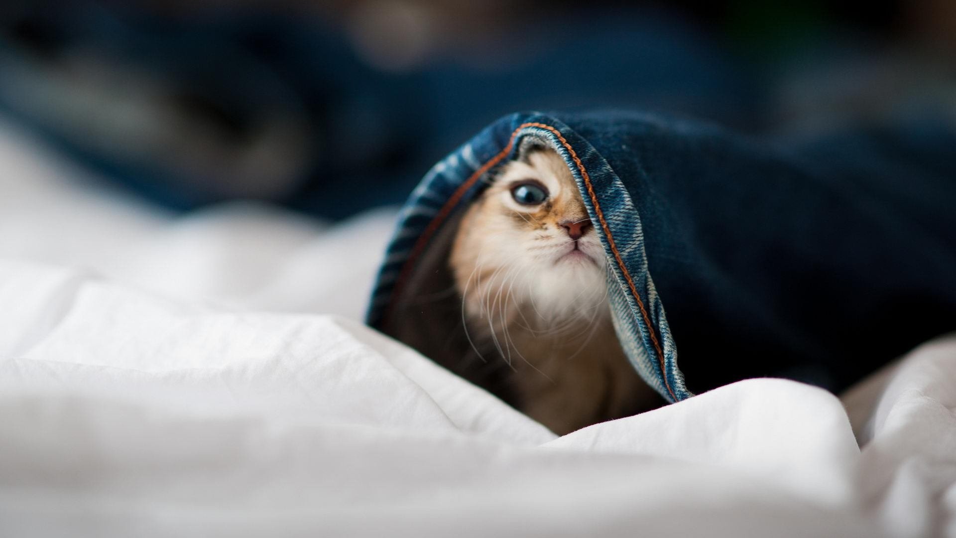 唯一性的定义,毕尔巴鄂如何用一场正面击溃诠释球队灵魂,恩佐成为关键先生