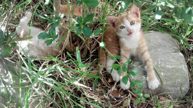 福登手术刀刺穿瑞士铁壁,尤文式防守哲学决胜欧洲之巅