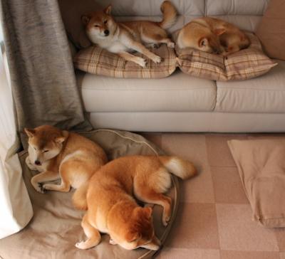 无名者的加冕，戈麦斯，寂静中炸响的惊雷