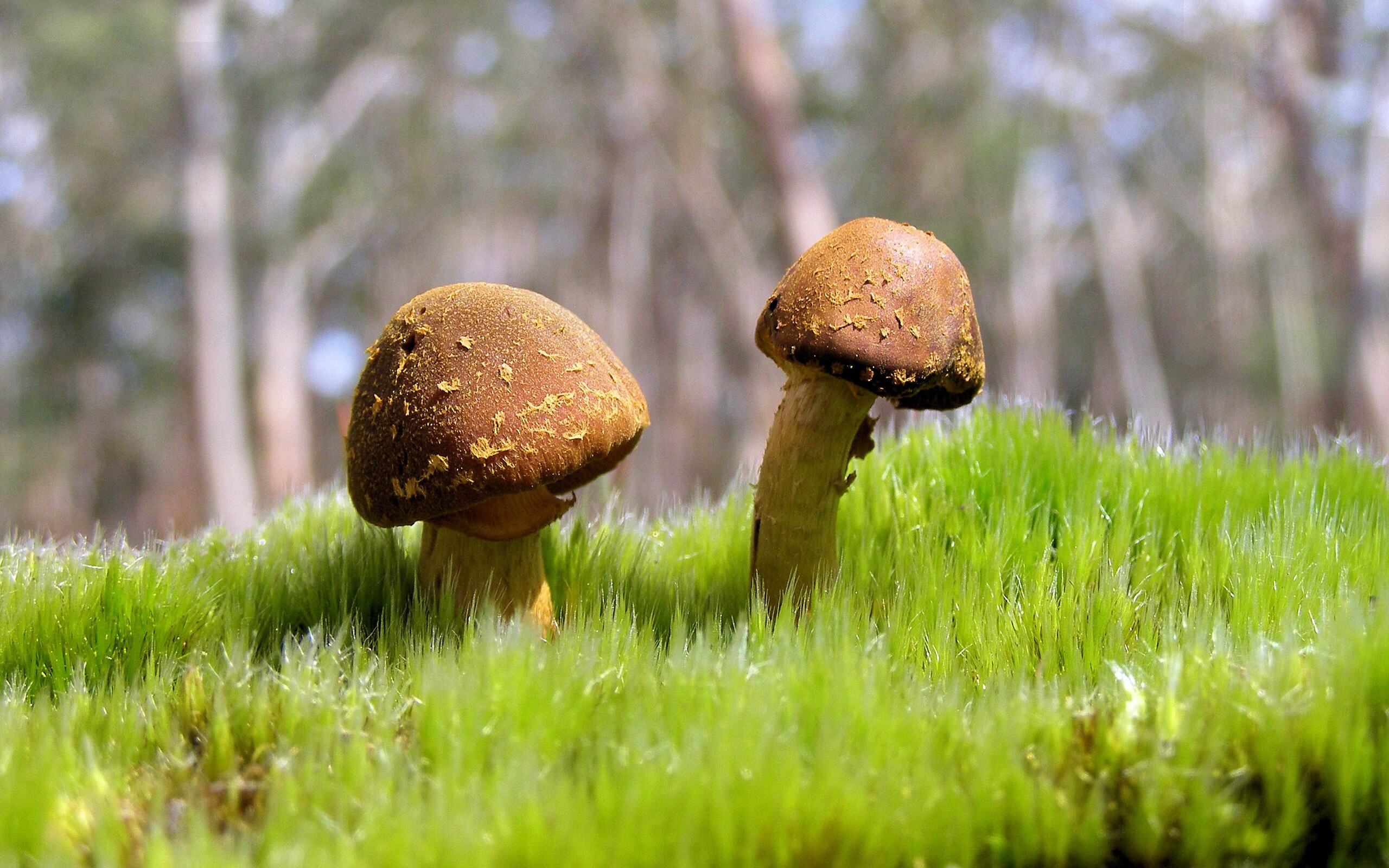 双城记，当约基奇与哈兰德在各自的战场同时掀起逆袭风暴