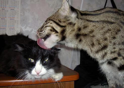 哨响之前，跨越时空的胜负手