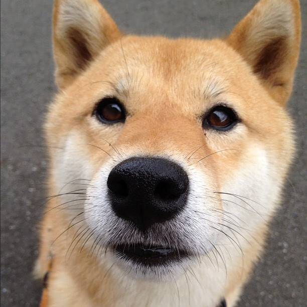 跨界对决，当东决焦点战的战术智慧照亮哥斯达黎加的塞维利亚攻坚战