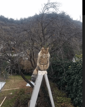 约基奇跨界主宰，步行者对阵活塞之战中的个人能力终极展现