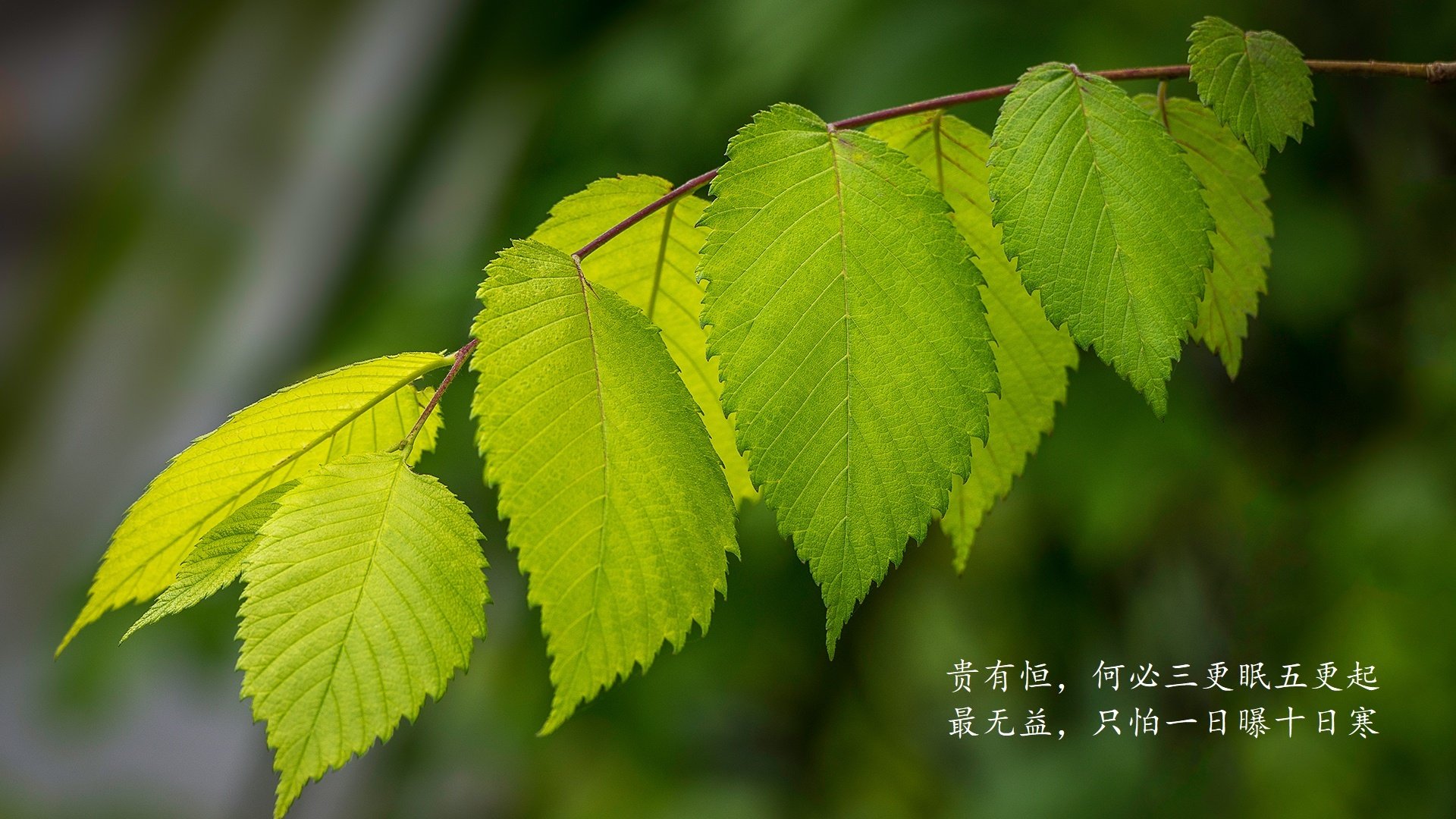 神秘替补点燃绝杀之夜,2026世界杯C组,萨内阿根廷杀手封神