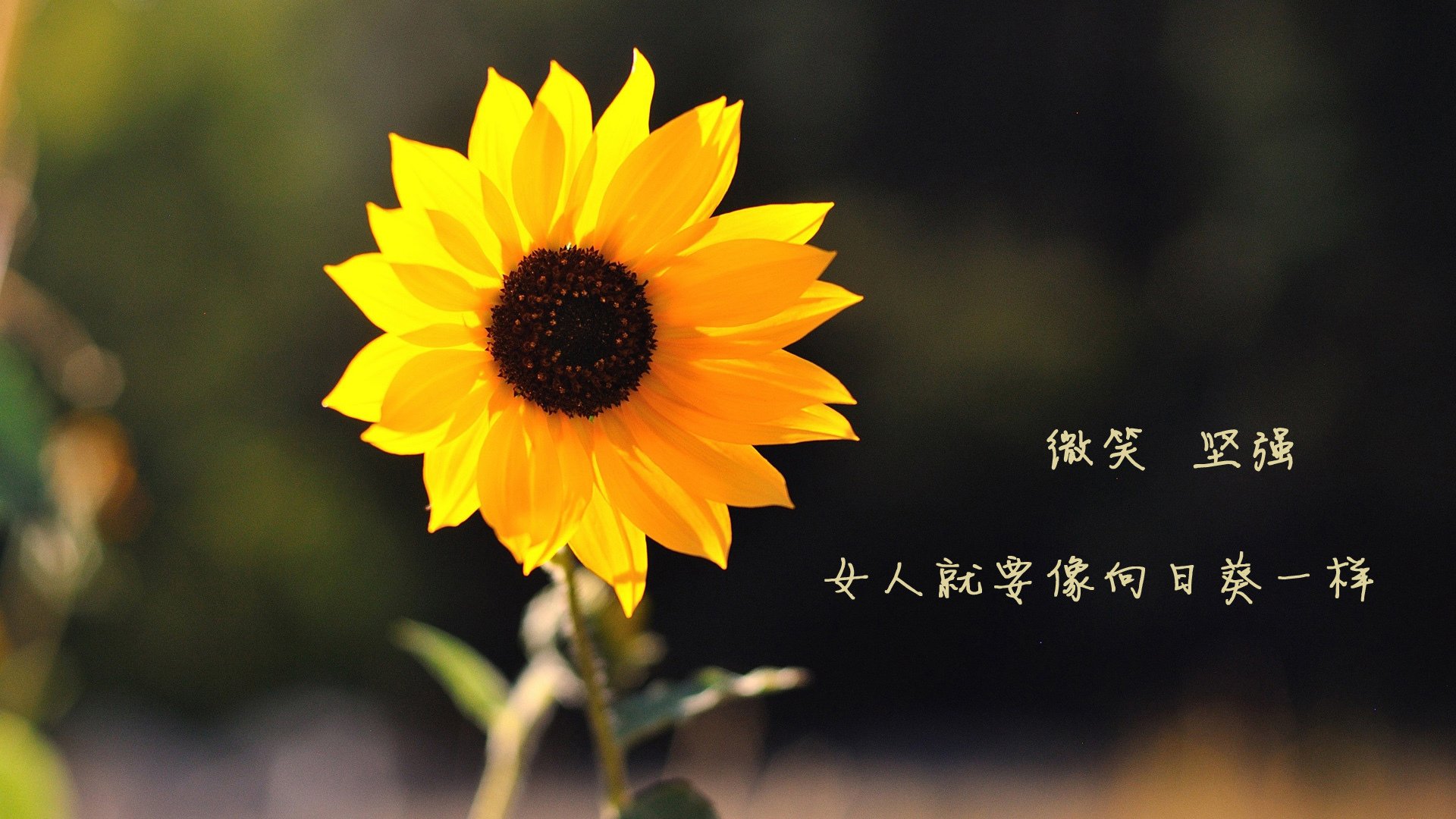 当魔笛奏响最后的探戈,2026世界杯G组,葡萄牙力克厄瓜多尔,传奇永不落幕