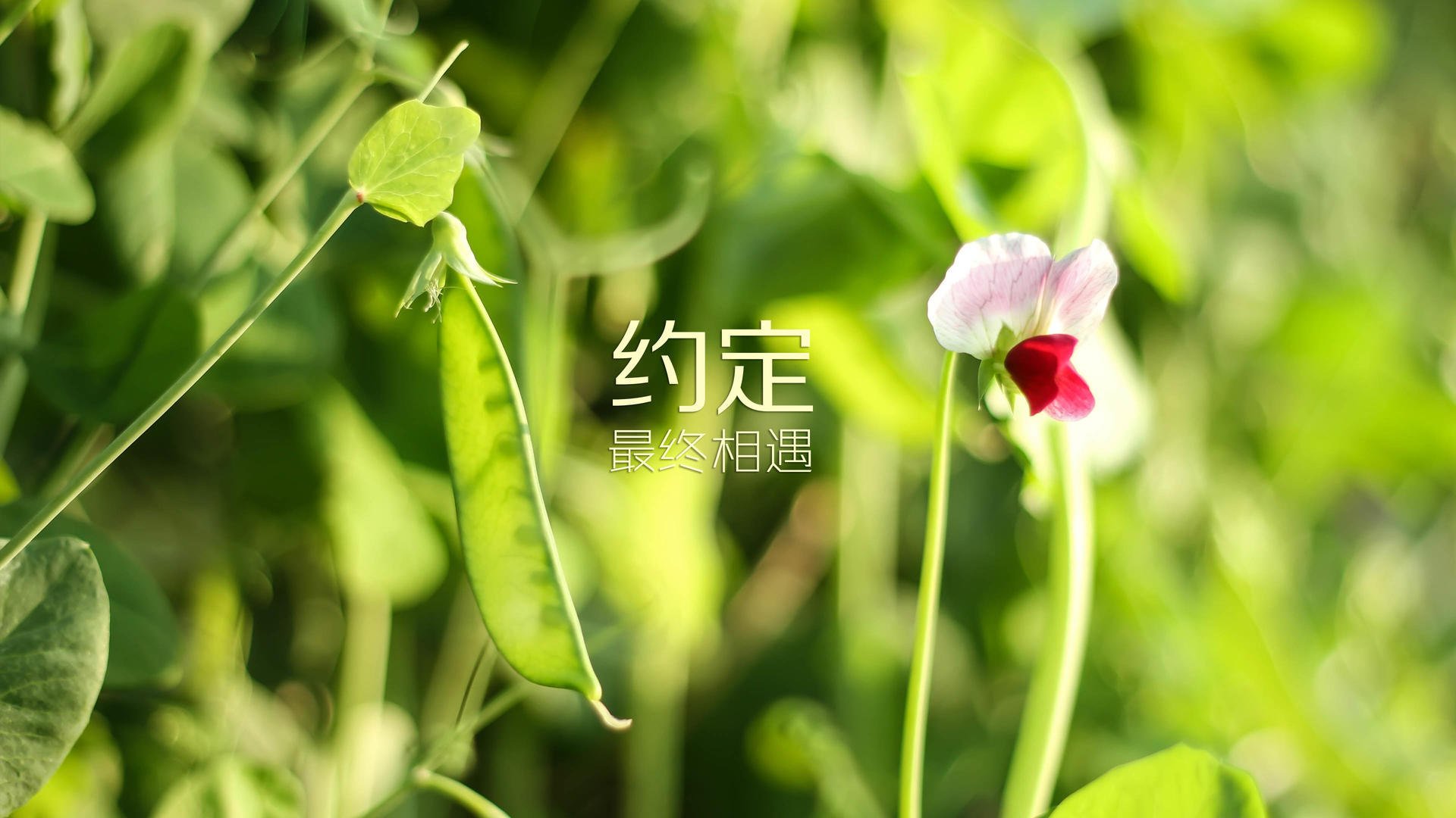 血与钢的史诗，2026世界杯四分之一决赛，那场改写亚洲足球史册的唯一逆袭
